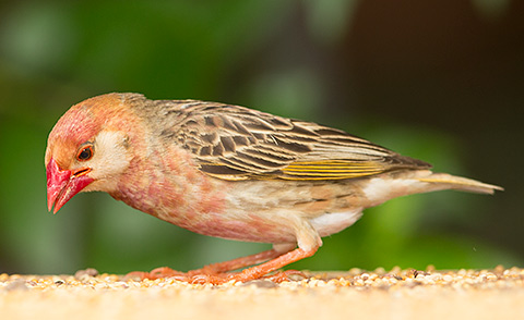Red-billed Quelea male